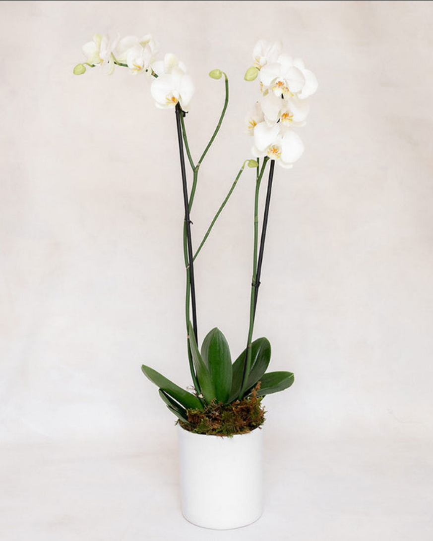 1 ORQUIDEA DOBLE 2 VARAS