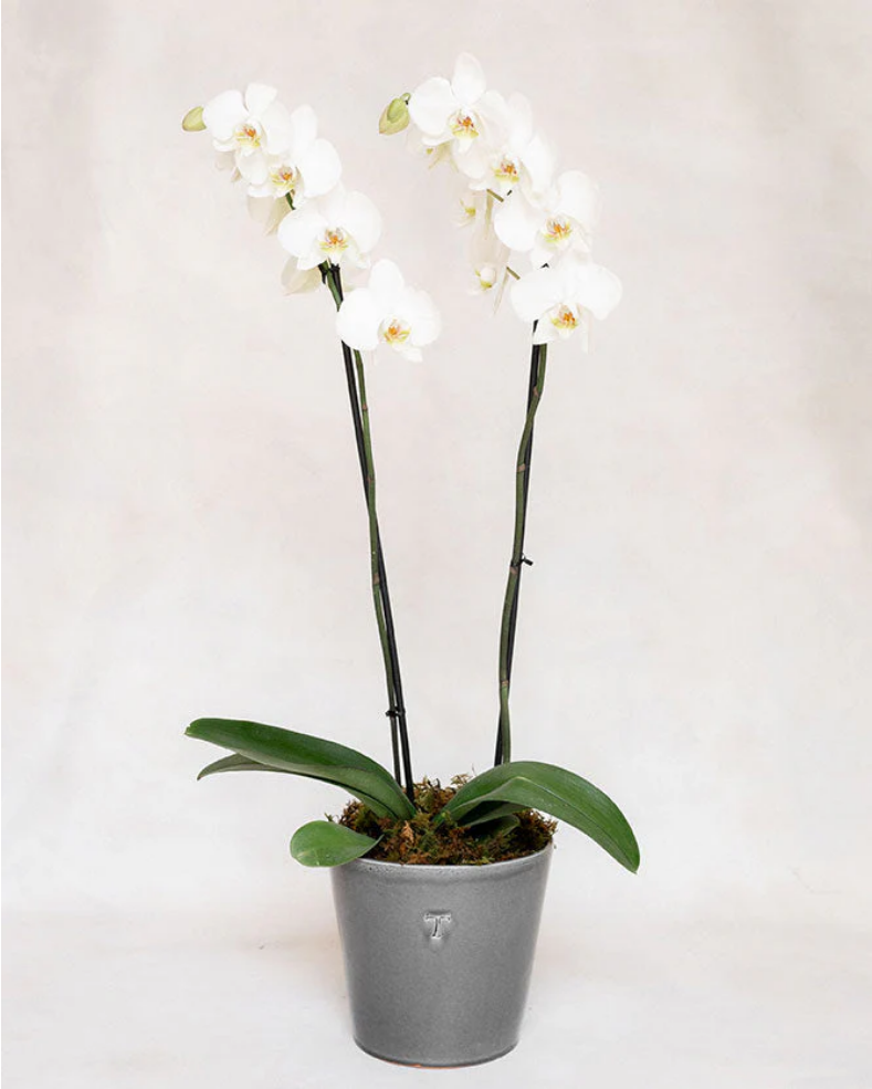 1 ORQUIDEA DOBLE 2 VARAS TRINITATE
