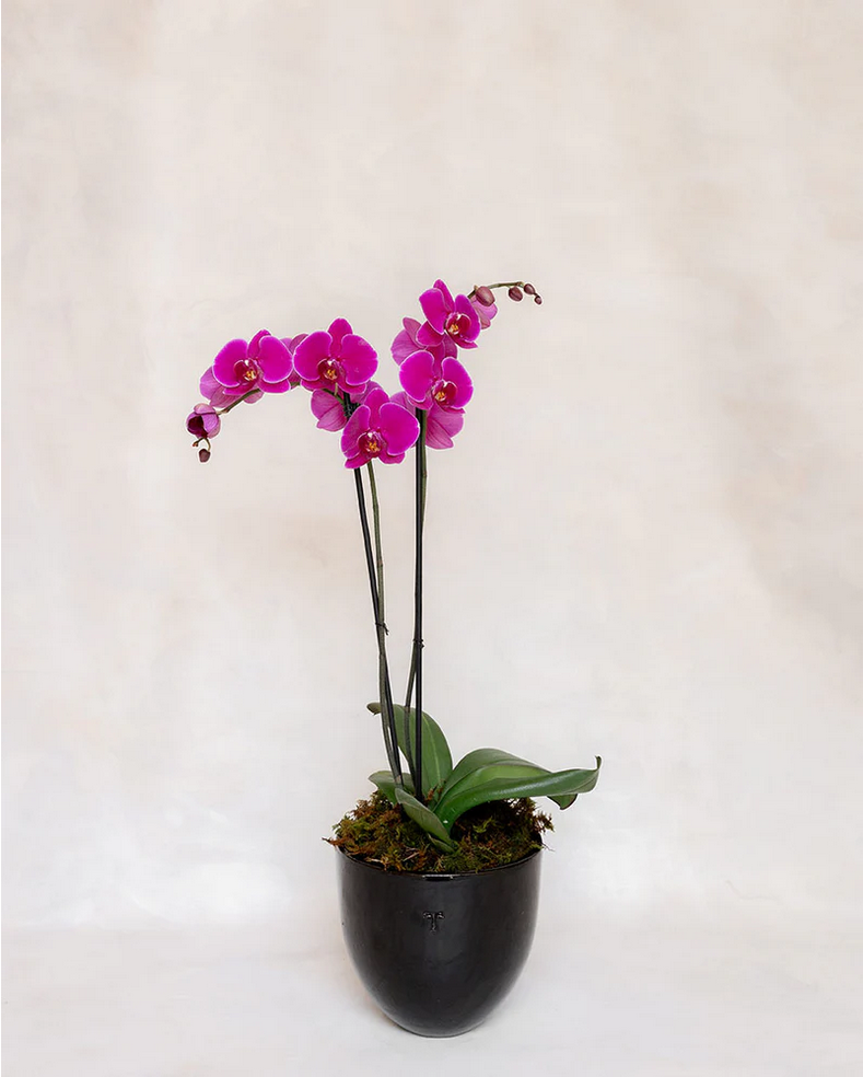 1 ORQUIDEA DOBLE 2 VARAS TRINITATE