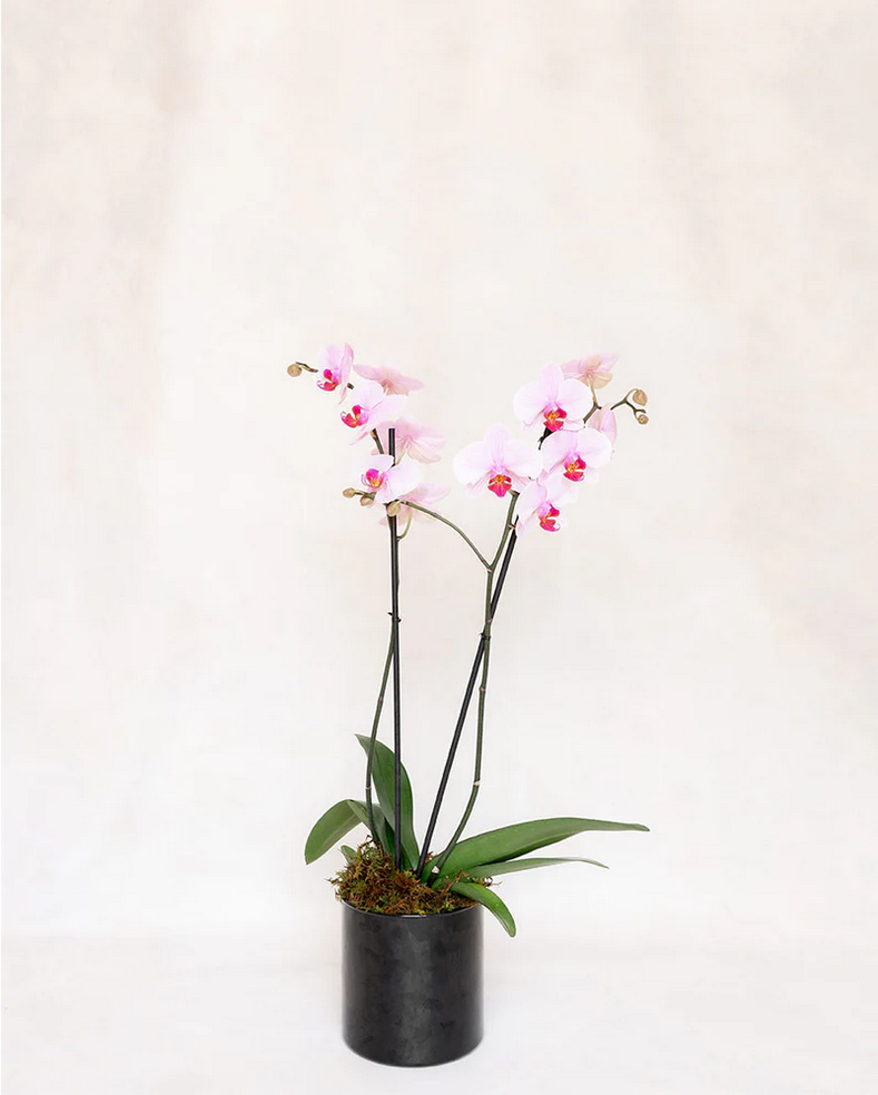 1 ORQUIDEA DOBLE 2 VARAS