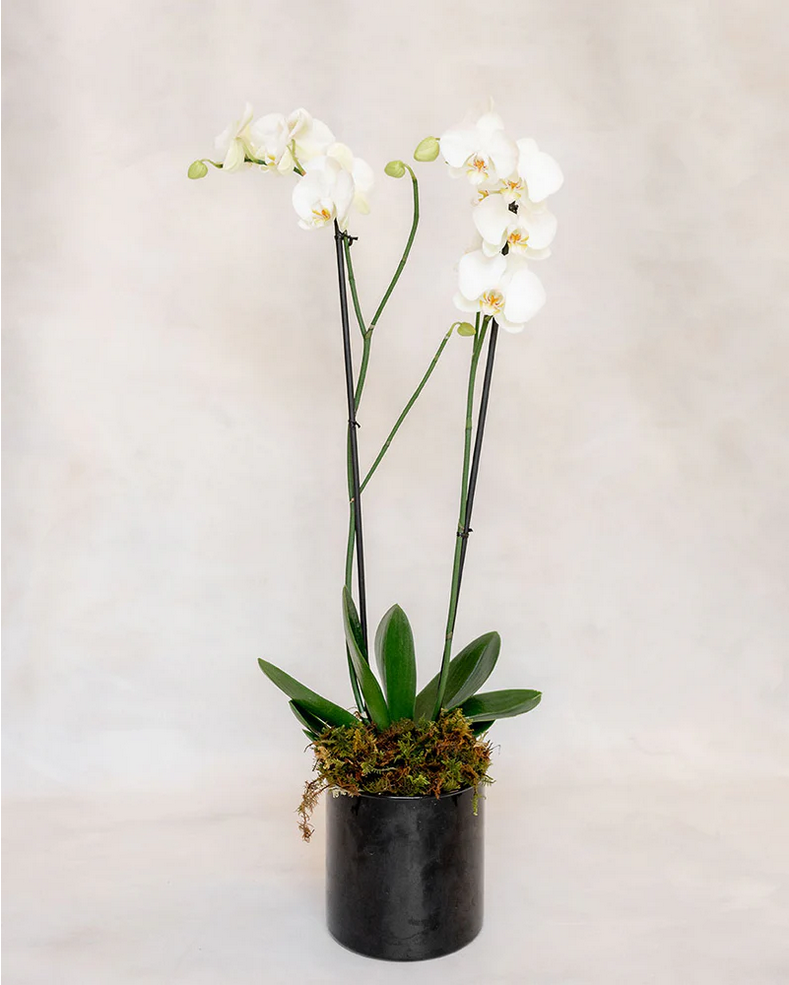 1 ORQUIDEA DOBLE 2 VARAS