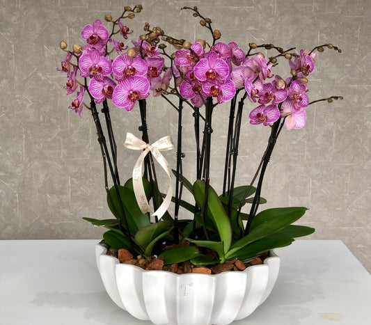 Jardín de orquídeas Azcanio Flower Boutique