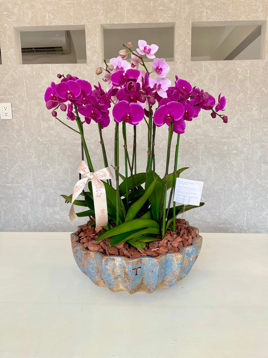 Jardín de orquídeas grande Azcanio Flower Boutique