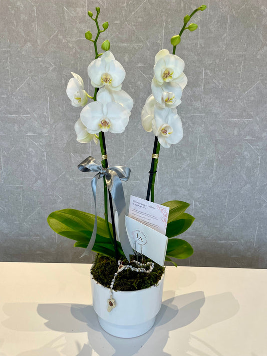 Arreglo de orquídeas mediano. Azcanio Flower Boutique