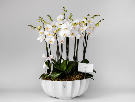Jardín de Orquídeas Azcanio Flower Boutique