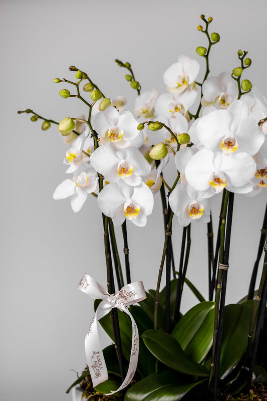 Jardín de Orquídeas Azcanio Flower Boutique