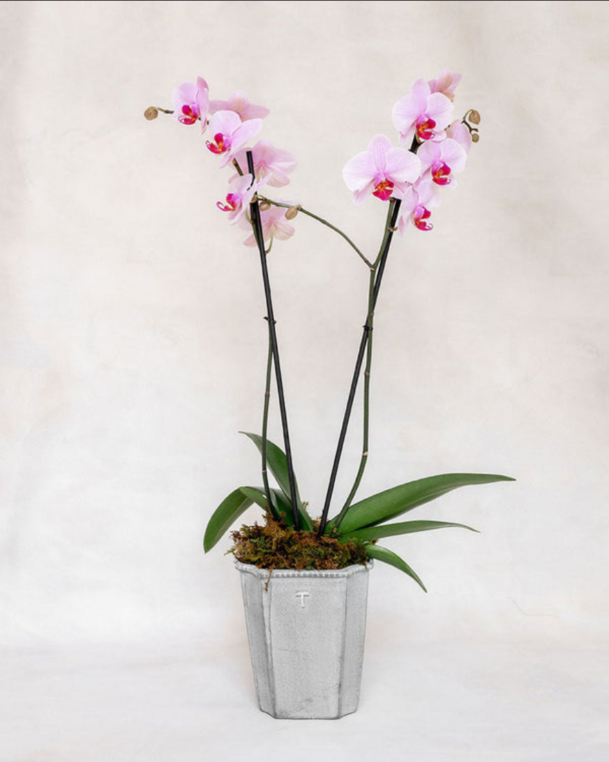1 ORQUIDEA DOBLE 2 VARAS TRINITATE