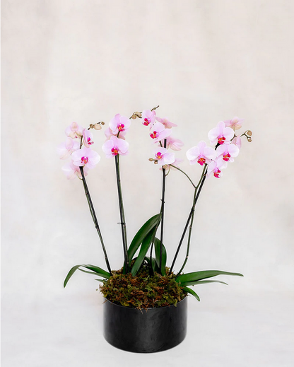 2 ORQUIDEAS DOBLES 4 VARAS