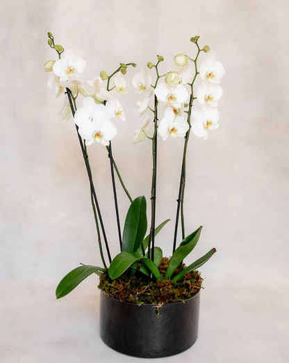2 ORQUIDEAS DOBLES 4 VARAS