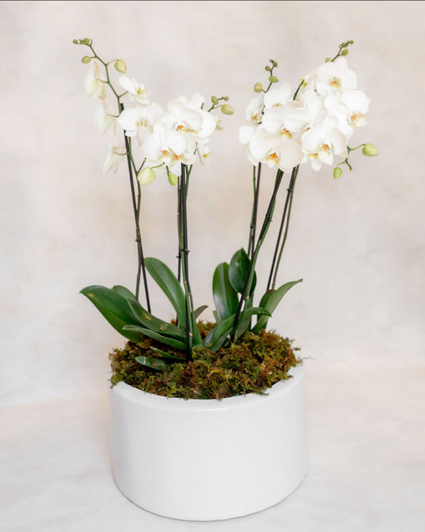 3 ORQUIDEAS DOBLES 6 VARAS