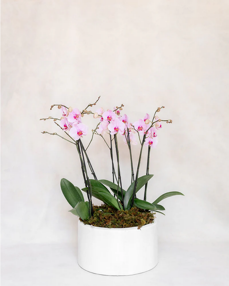 4 ORQUIDEAS DOBLES 8 VARAS