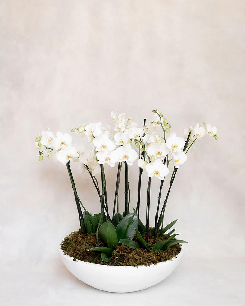 6 ORQUIDEAS DOBLES 12 VARAS