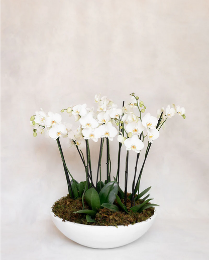 6 ORQUIDEAS DOBLES 12 VARAS