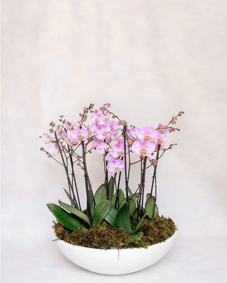 6 ORQUIDEAS DOBLES 12 VARAS