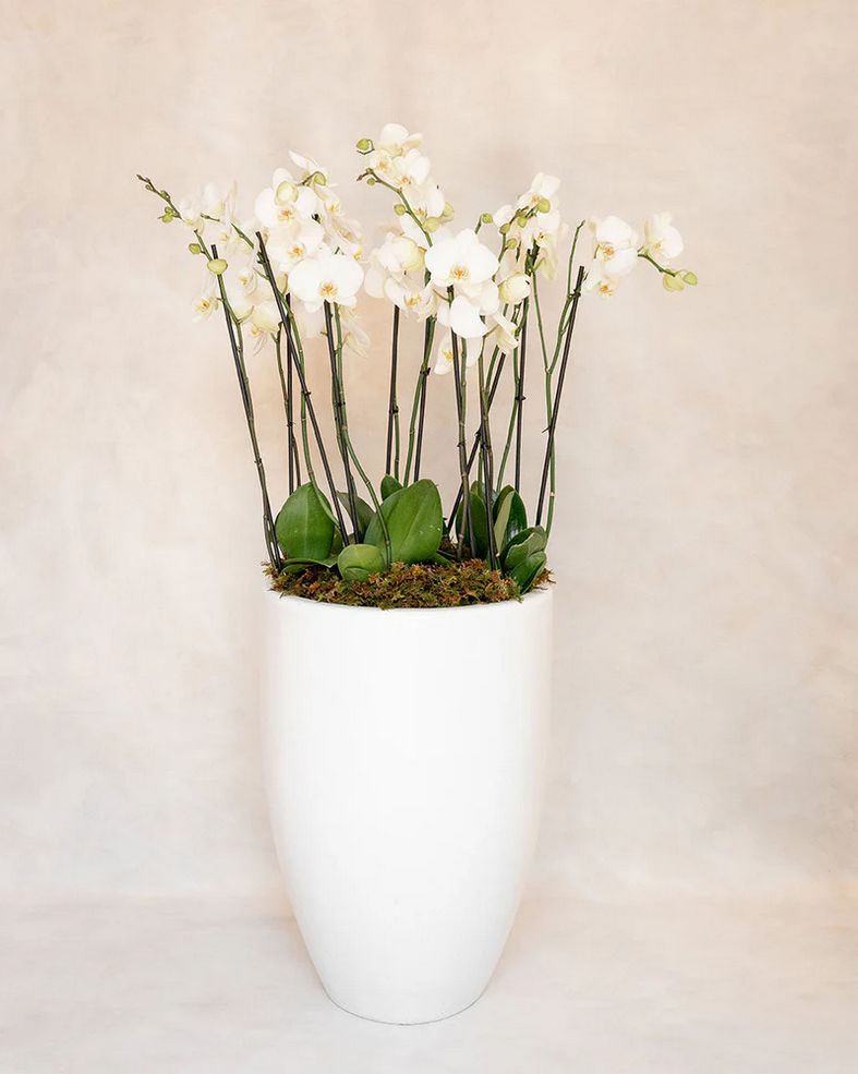 6 ORQUIDEAS DOBLES 12 VARAS ALTA