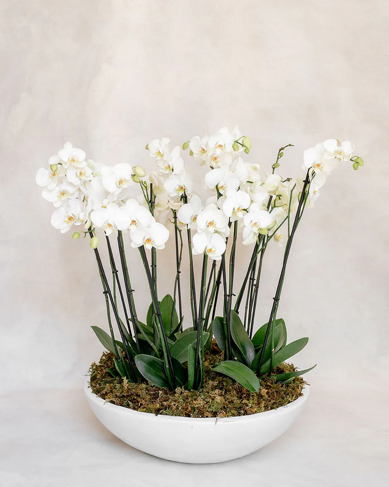 8 ORQUIDEAS DOBLES 16 VARAS