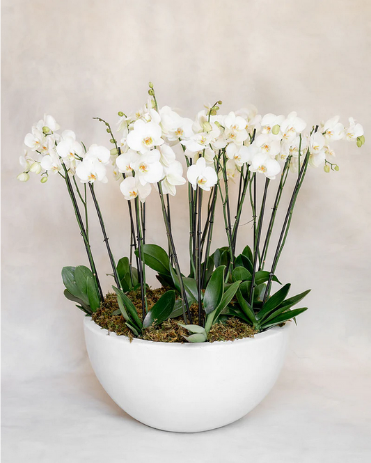 8 ORQUIDEAS DOBLES 16 VARAS