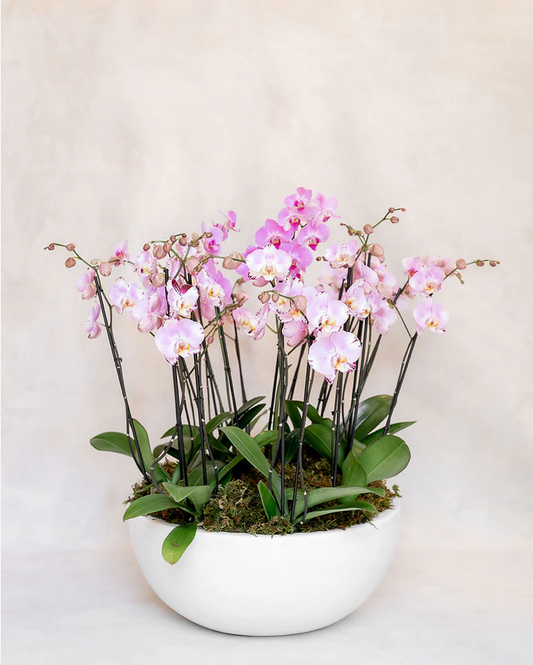 8 ORQUIDEAS DOBLES 16 VARAS
