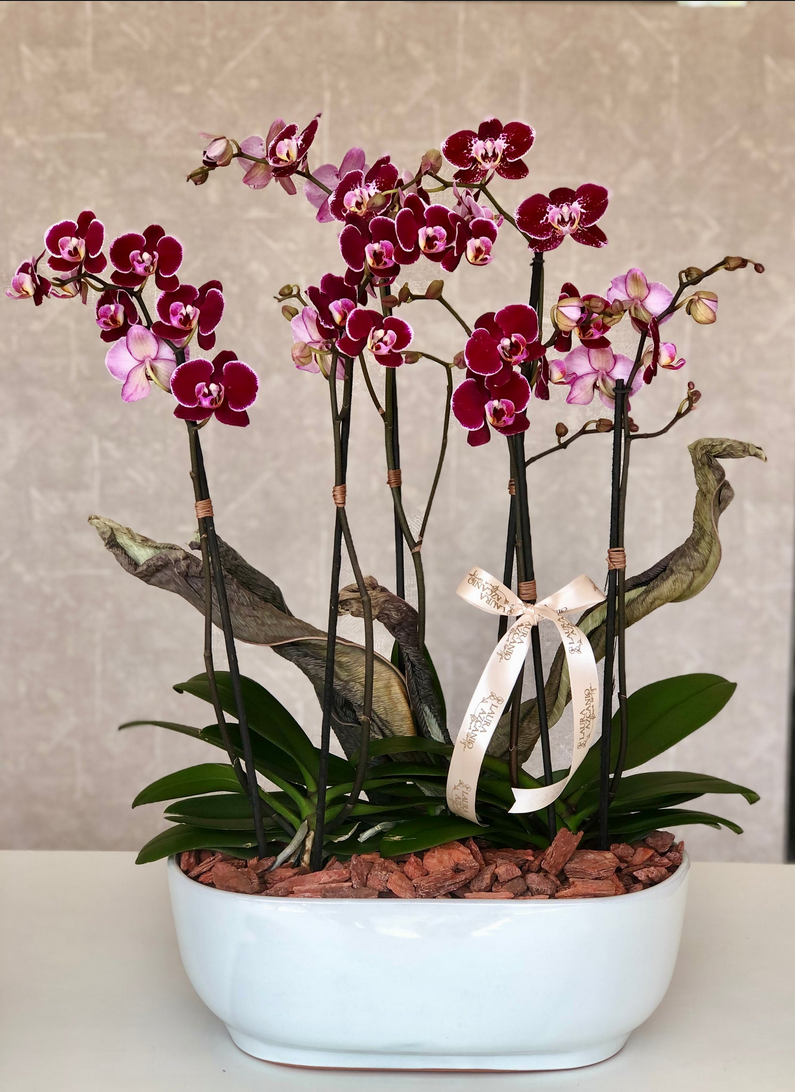 Vanessa  Azcanio Flower Boutique
