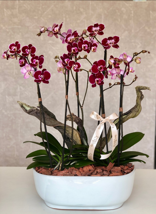 Vanessa  Azcanio Flower Boutique