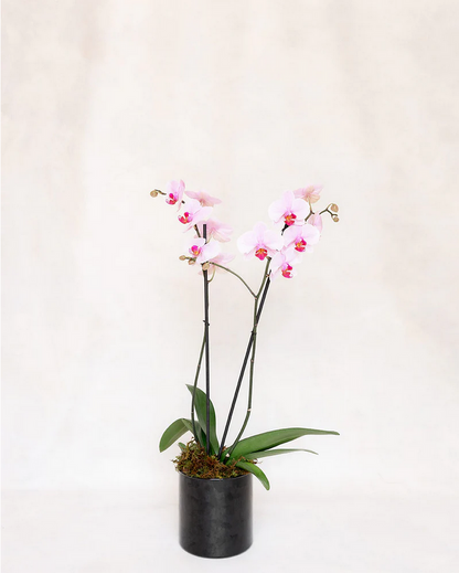 1 ORQUIDEA DOBLE 2 VARAS