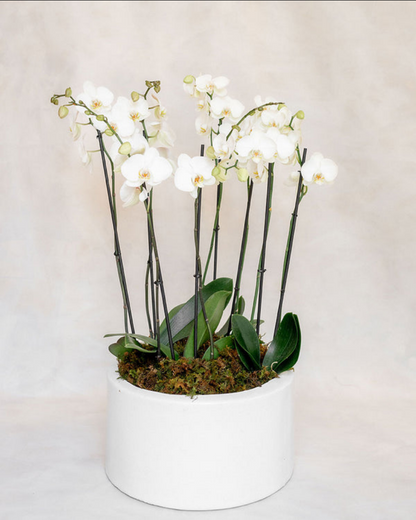 4 ORQUIDEAS DOBLES 8 VARAS
